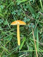 Hygrocybe chlorophana (Fr.) Wünsche 1877 resmi