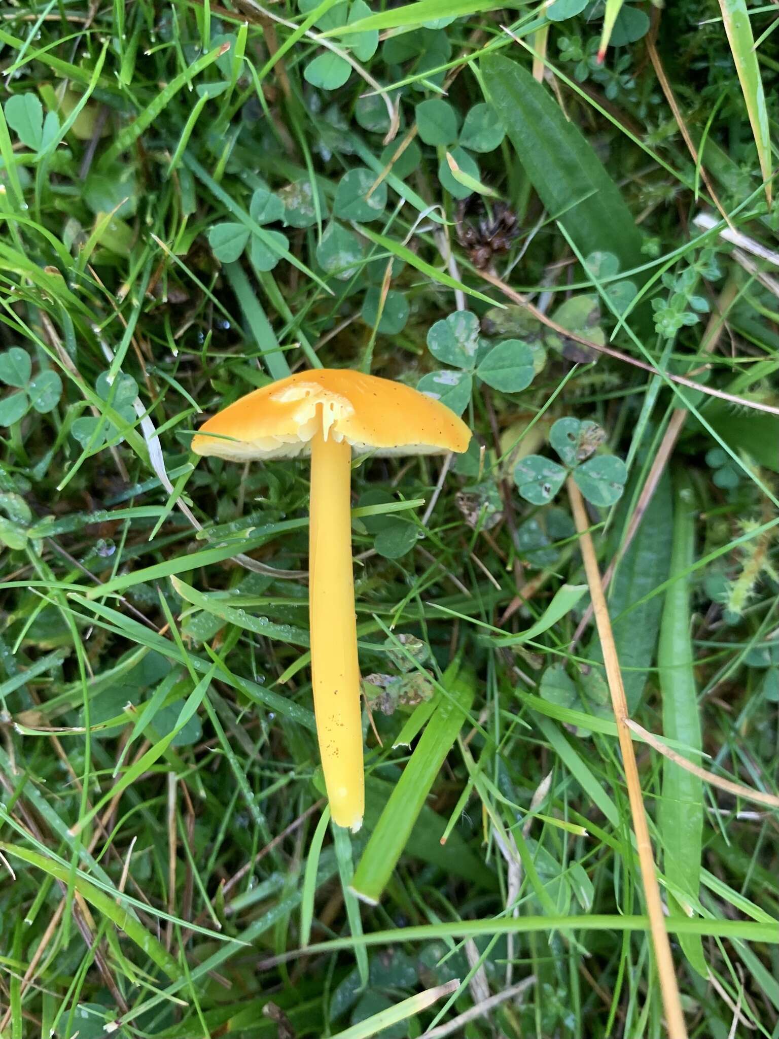 Hygrocybe chlorophana (Fr.) Wünsche 1877 resmi