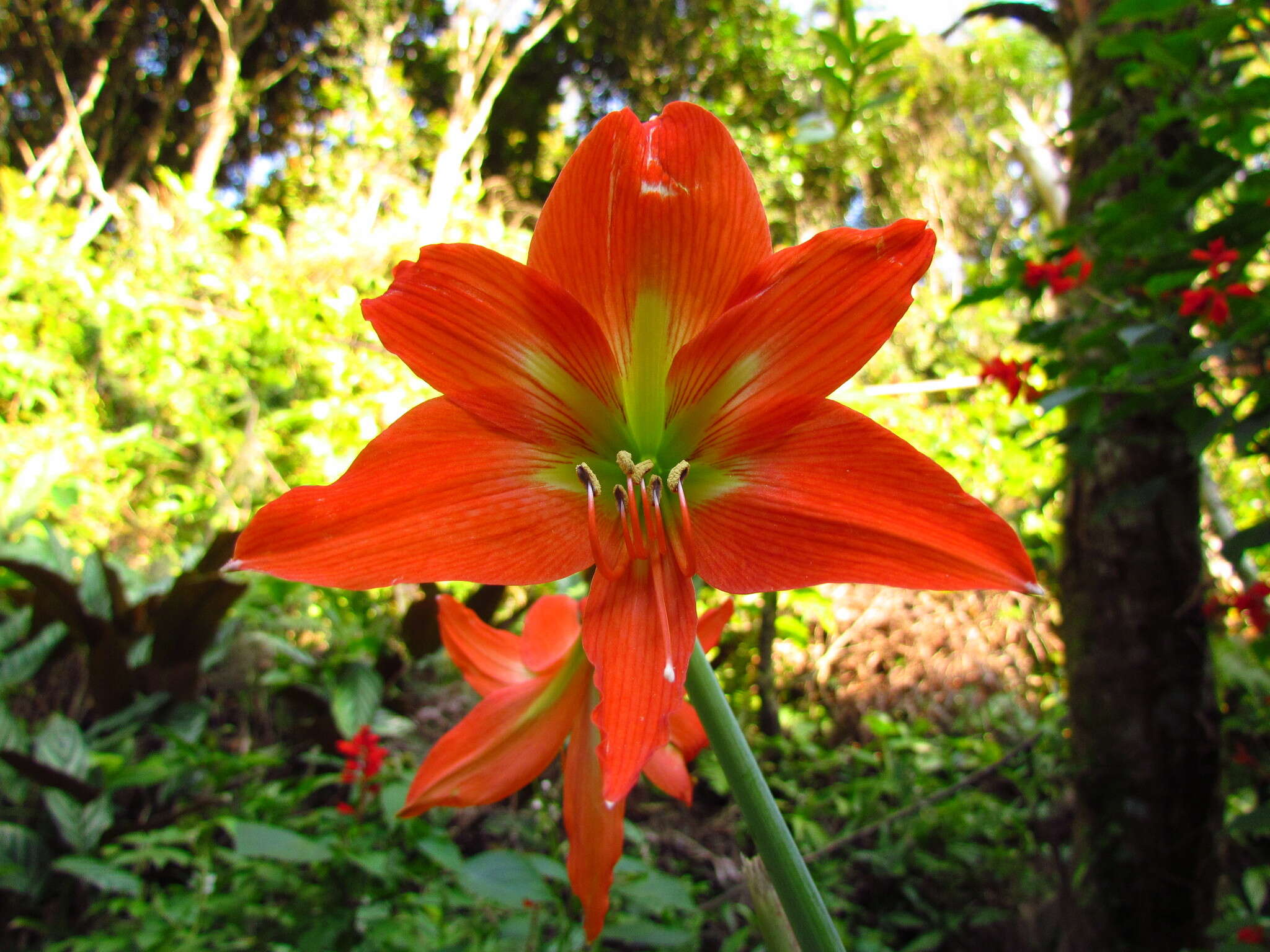 Image of striped Barbados lily