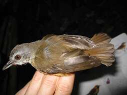 Image of Horsfield's Babbler