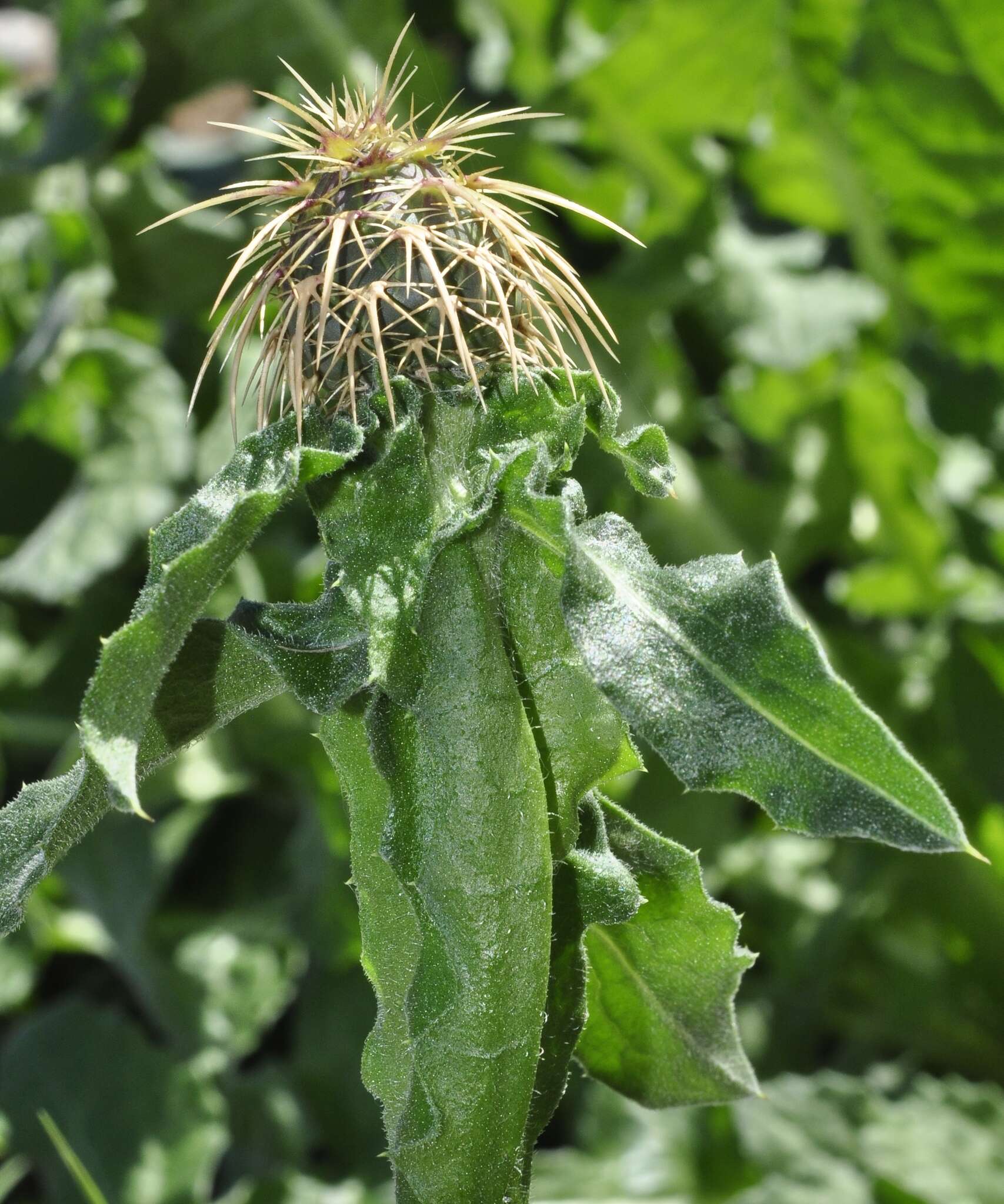 Image of Centaurea seridis L.