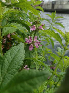 Image of Stachys ambigua Sm.