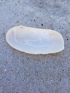 Image of oblong otter clam