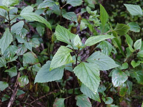 Image of Eupatorium gall midge