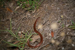 Image of Brachyurophis australis (Krefft 1864)