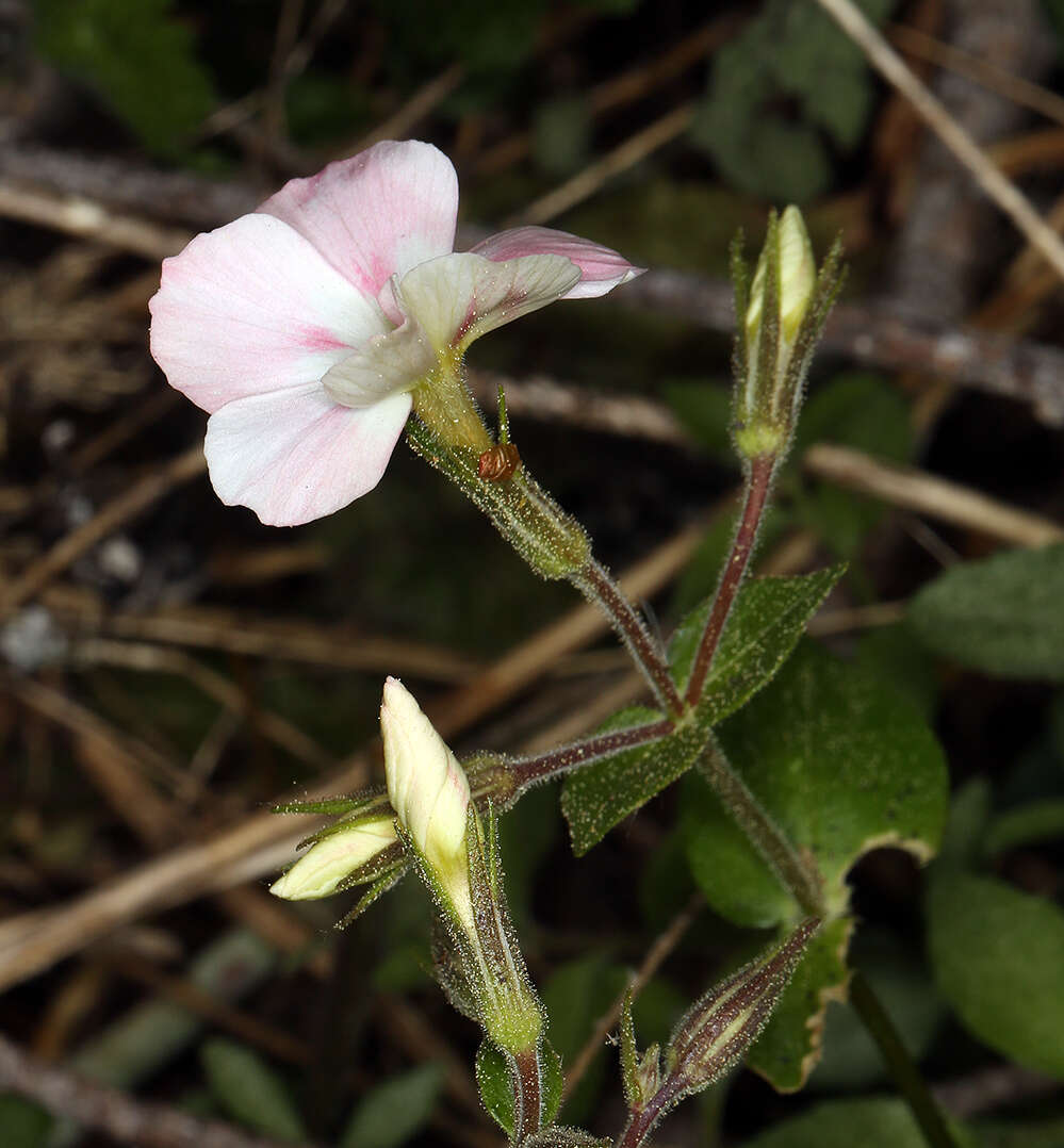 Imagem de Phlox adsurgens Torr. ex A. Gray