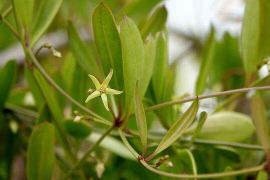 Image de Vincetoxicum carnosum (R. Br.) Benth.