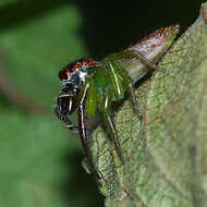 Artabrus erythrocephalus (C. L. Koch 1846) resmi