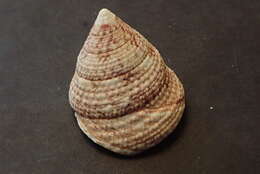 Image of maculated top shell