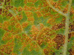 Image of White-pine blister rust