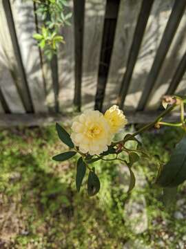 Image of Banks’ Rose