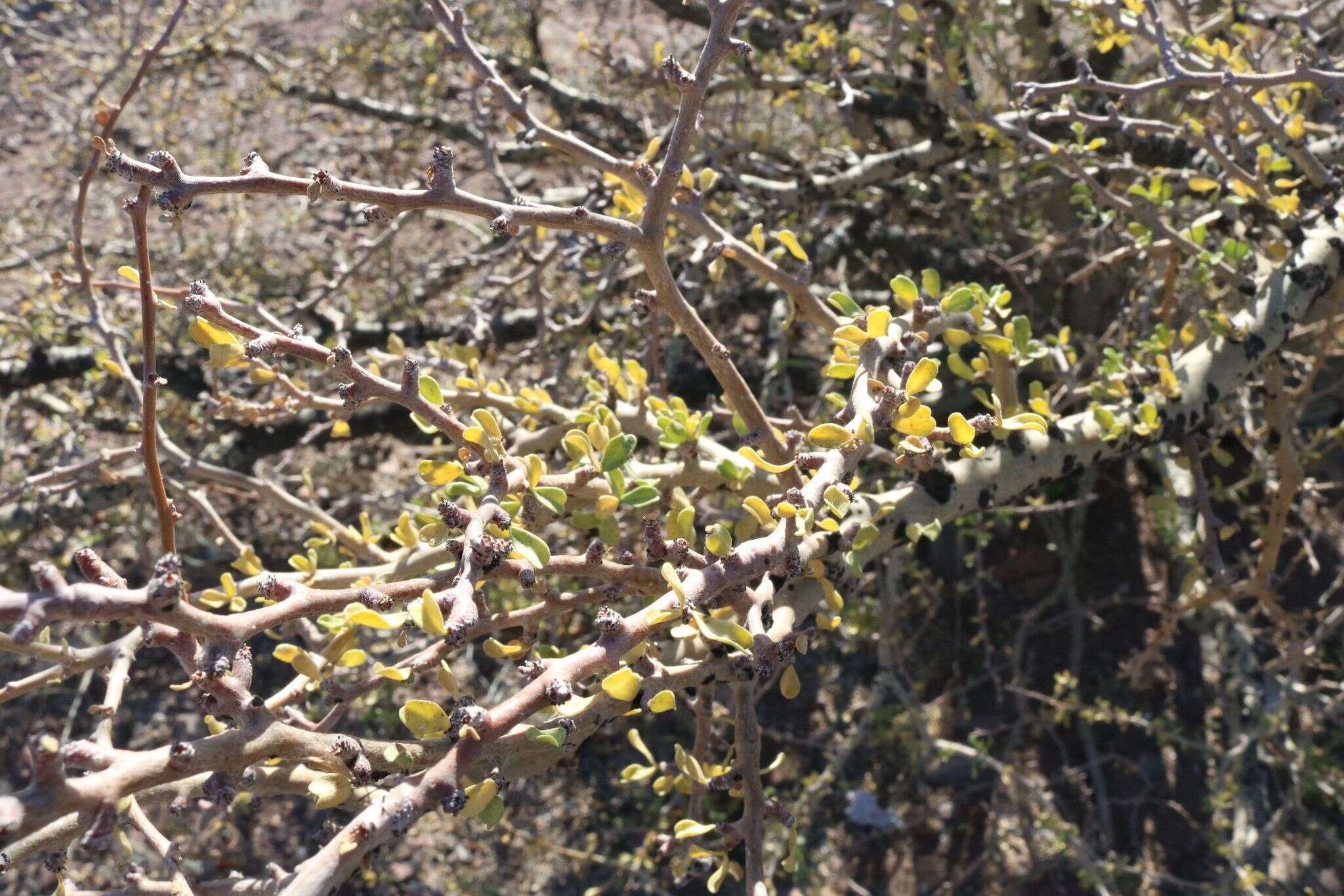 Imagem de Jatropha cuneata Wiggins & Rollins