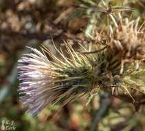 Imagem de Cirsium eatonii var. peckii (L. F. Henderson) D. J. Keil