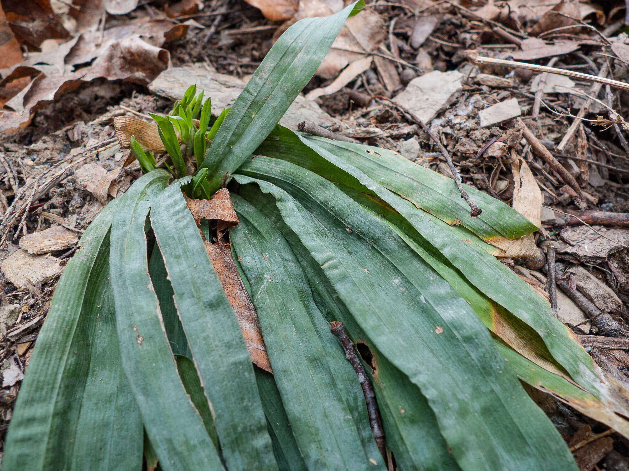 Imagem de Carex platyphylla J. Carey