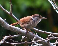 Image of Sinaloa Wren