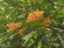 Image of red saraca