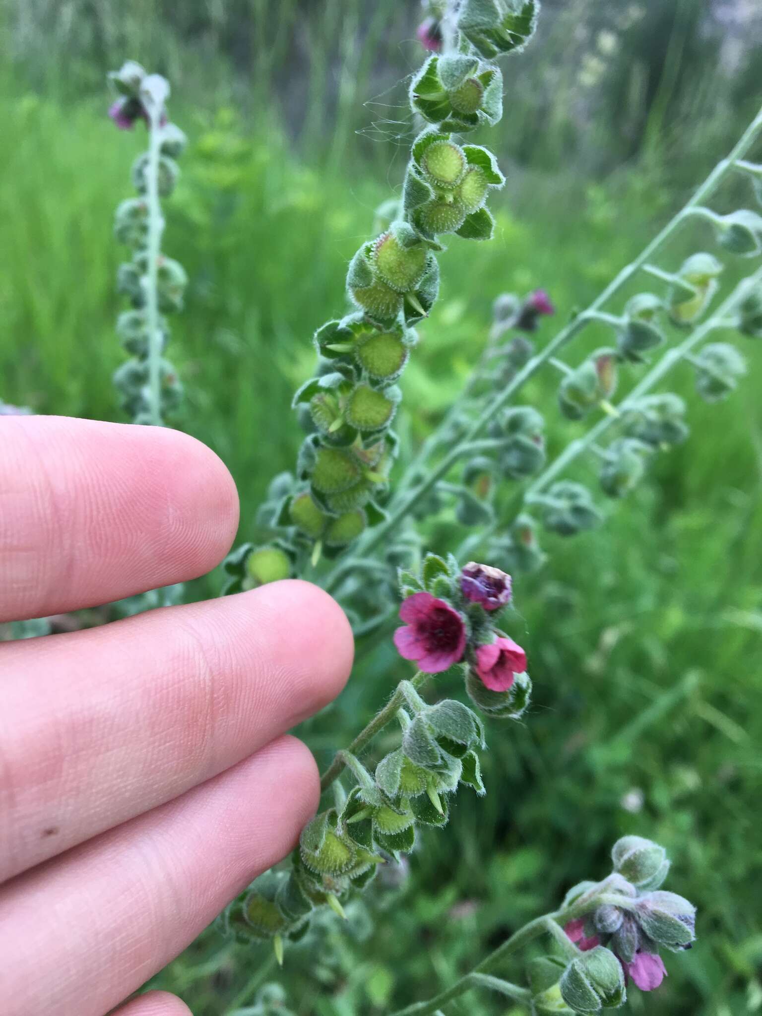 Image of blue hound's tongue