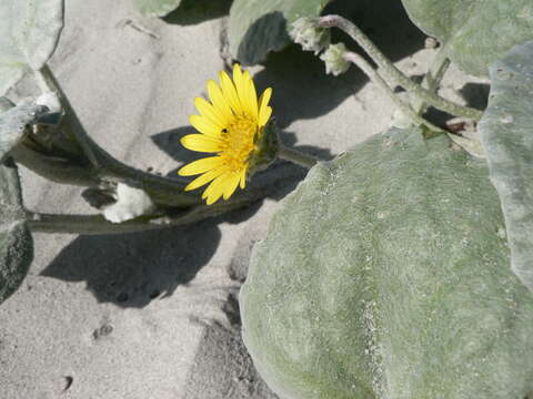 Image of Arctotheca populifolia (Berg.) T. Norl.