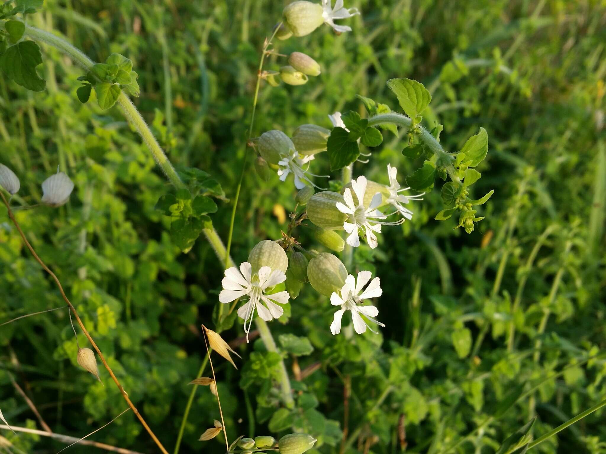 Image of Bladder Campion