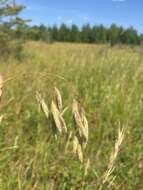 Image of arctic brome