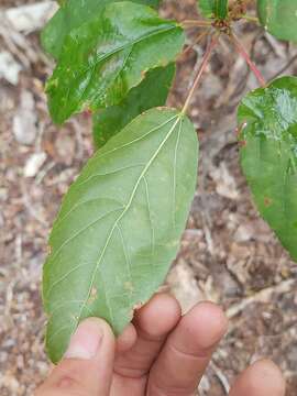 Image de Alchornea laxiflora (Benth.) Pax & K. Hoffm.