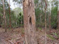 Image of White gum