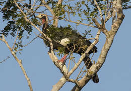 Image of Red-throated Piping Guan