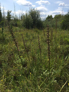 Image of Button Snakewort