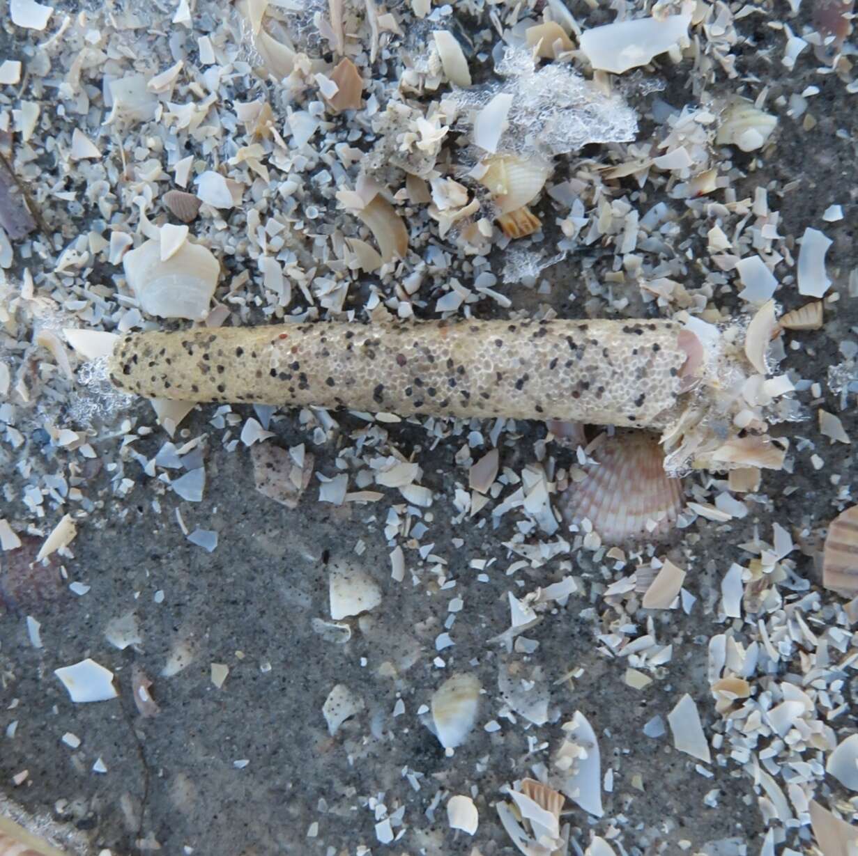 Image of trumpet worm