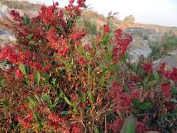 Rumex usambarensis (Engl. ex Dammer) Dammer resmi