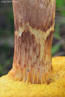 Image of Poplar Bolete