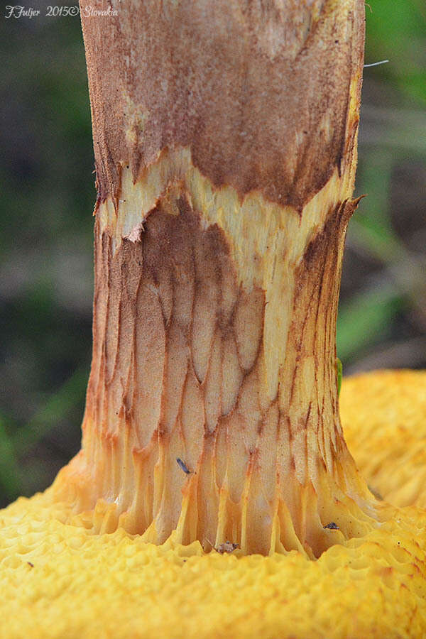 Image of Poplar Bolete