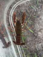 Image of Procambarus pygmaeus Hobbs 1942