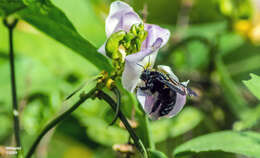 Plancia ëd Xylocopa mordax Smith 1874