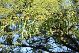 Слика од Prosopis affinis Spreng.