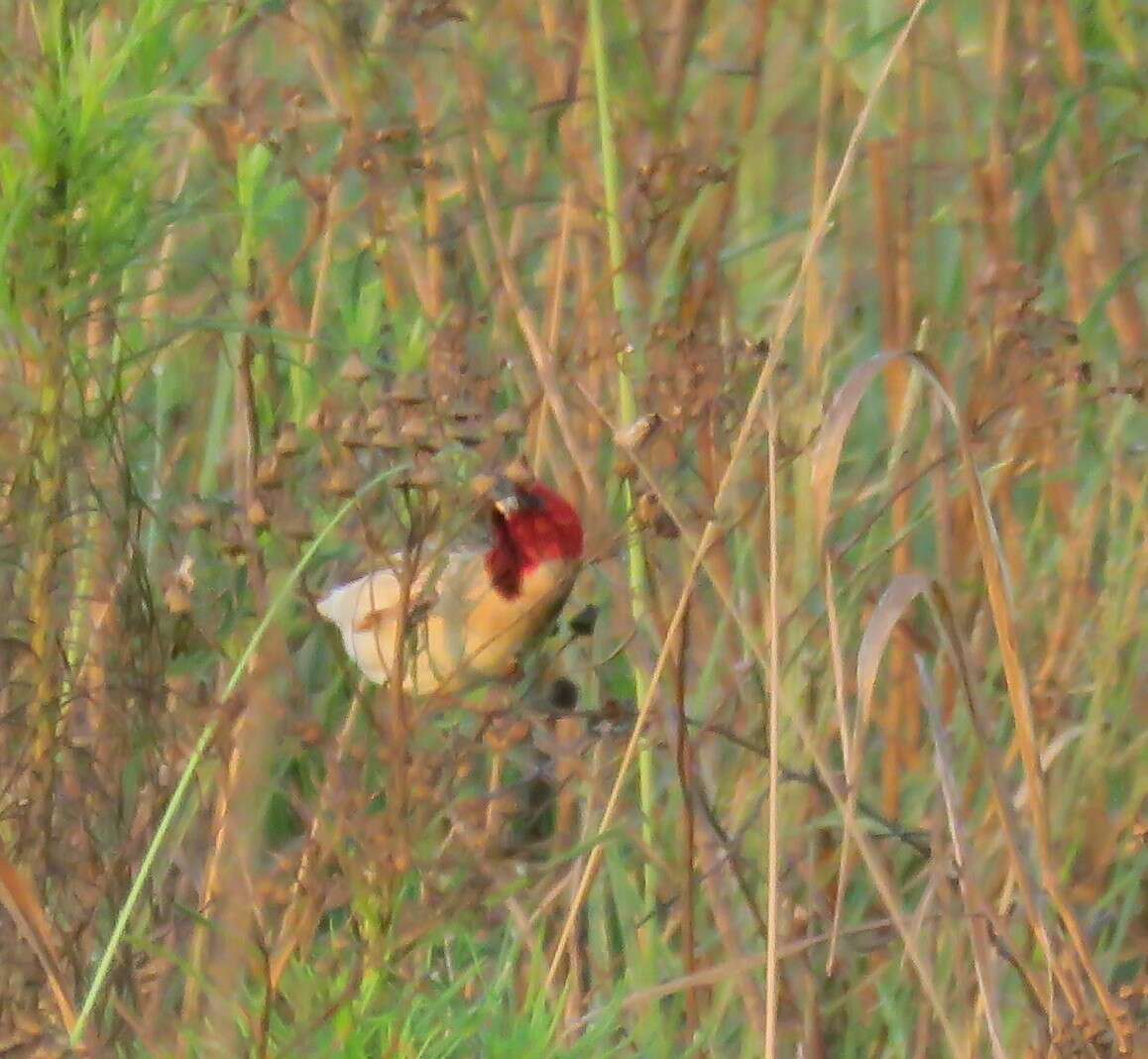 Imagem de Quelea erythrops (Hartlaub 1848)