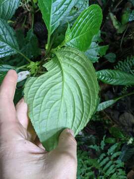 Image of Drymonia lanceolata (Hanst.) C. V. Morton