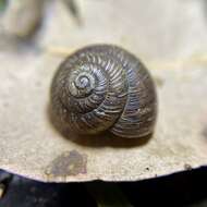 صورة Galadistes pustulosa Stanisic 2010