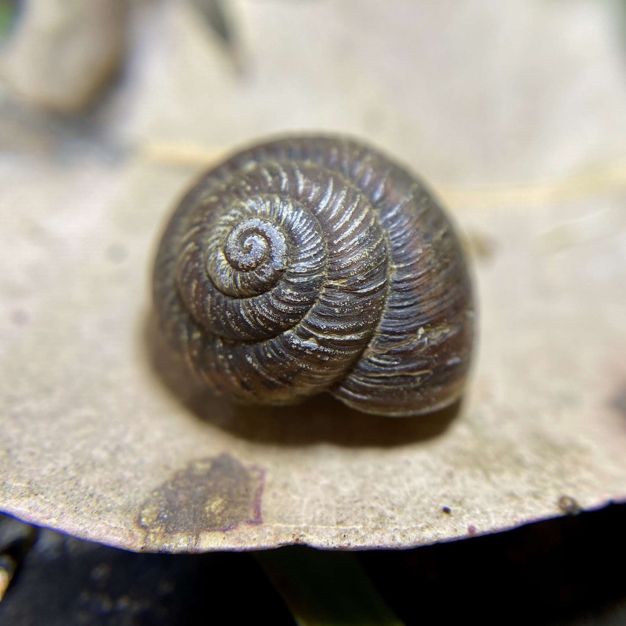 Image of Galadistes pustulosa Stanisic 2010