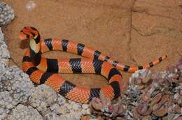 Image of Cape coral snake