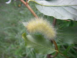 Imagem de Spilosoma virginica Fabricius 1798