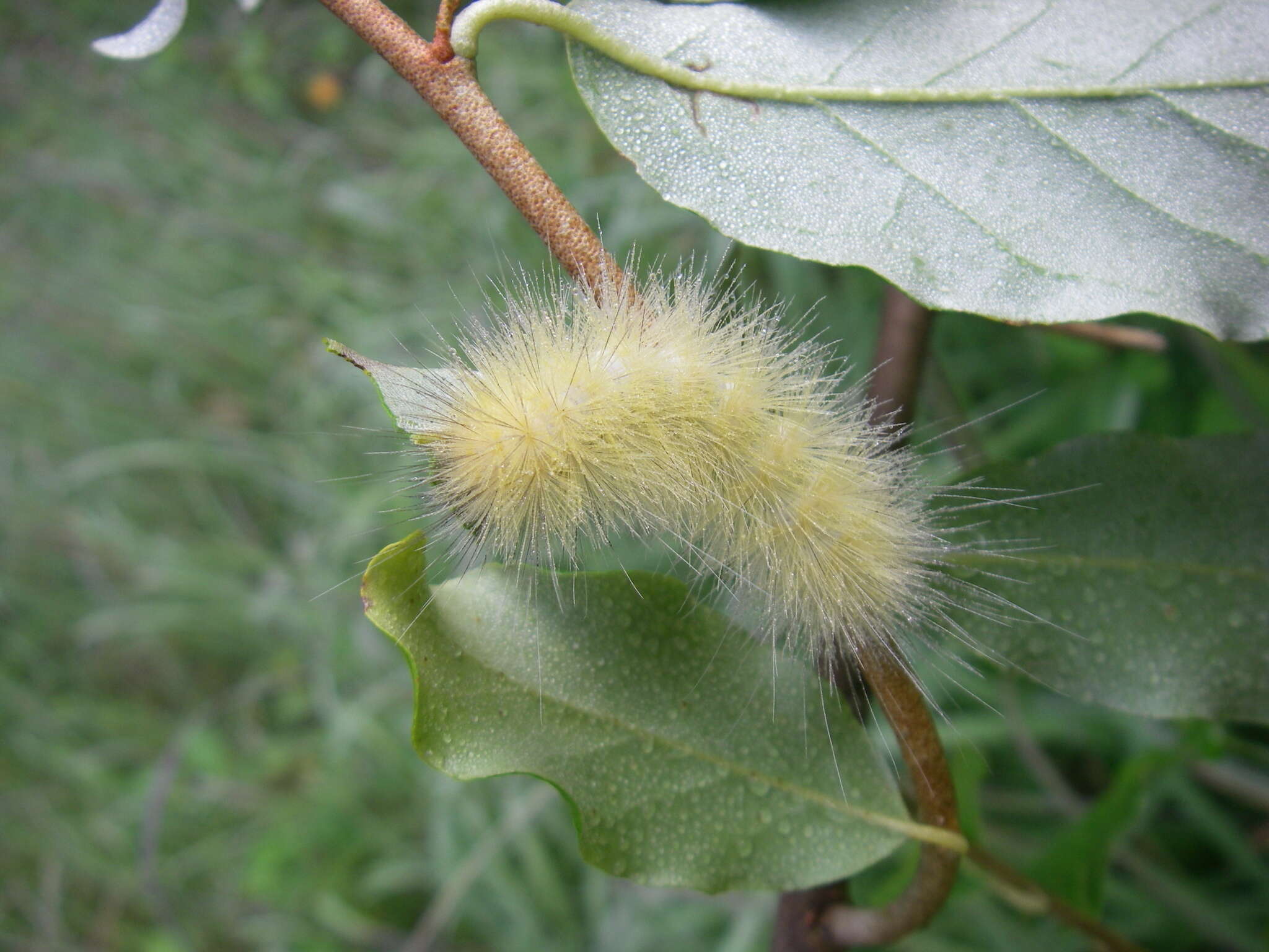 Imagem de Spilosoma virginica Fabricius 1798