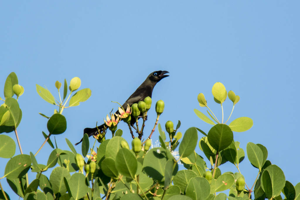 Image of Treepie