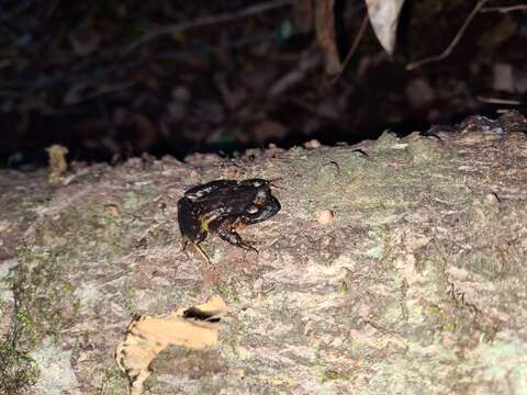 Image of Eupsophus contulmoensis Ortiz, Ibarra-Vidal & Formas 1989