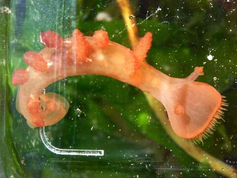 Image of Cowled nudibranch