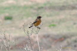 Image of African Stonechat