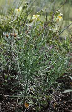 Plancia ëd Linaria debilis Kuprian.