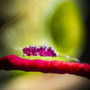 Image of gorgonian shrimp