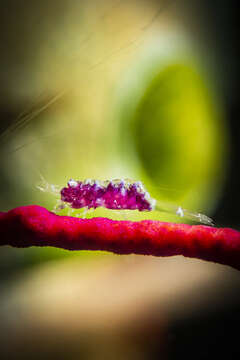 Image of gorgonian shrimp