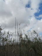 Слика од Phragmites australis subsp. berlandieri (E. Fourn.) Saltonst. & Hauber